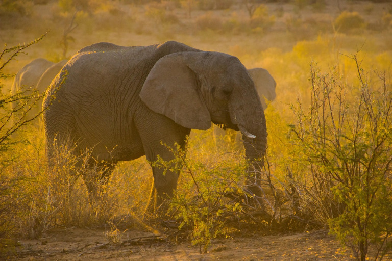 African safari documentary